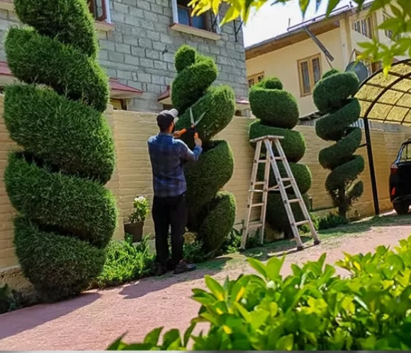 قص أشجار بالكويت