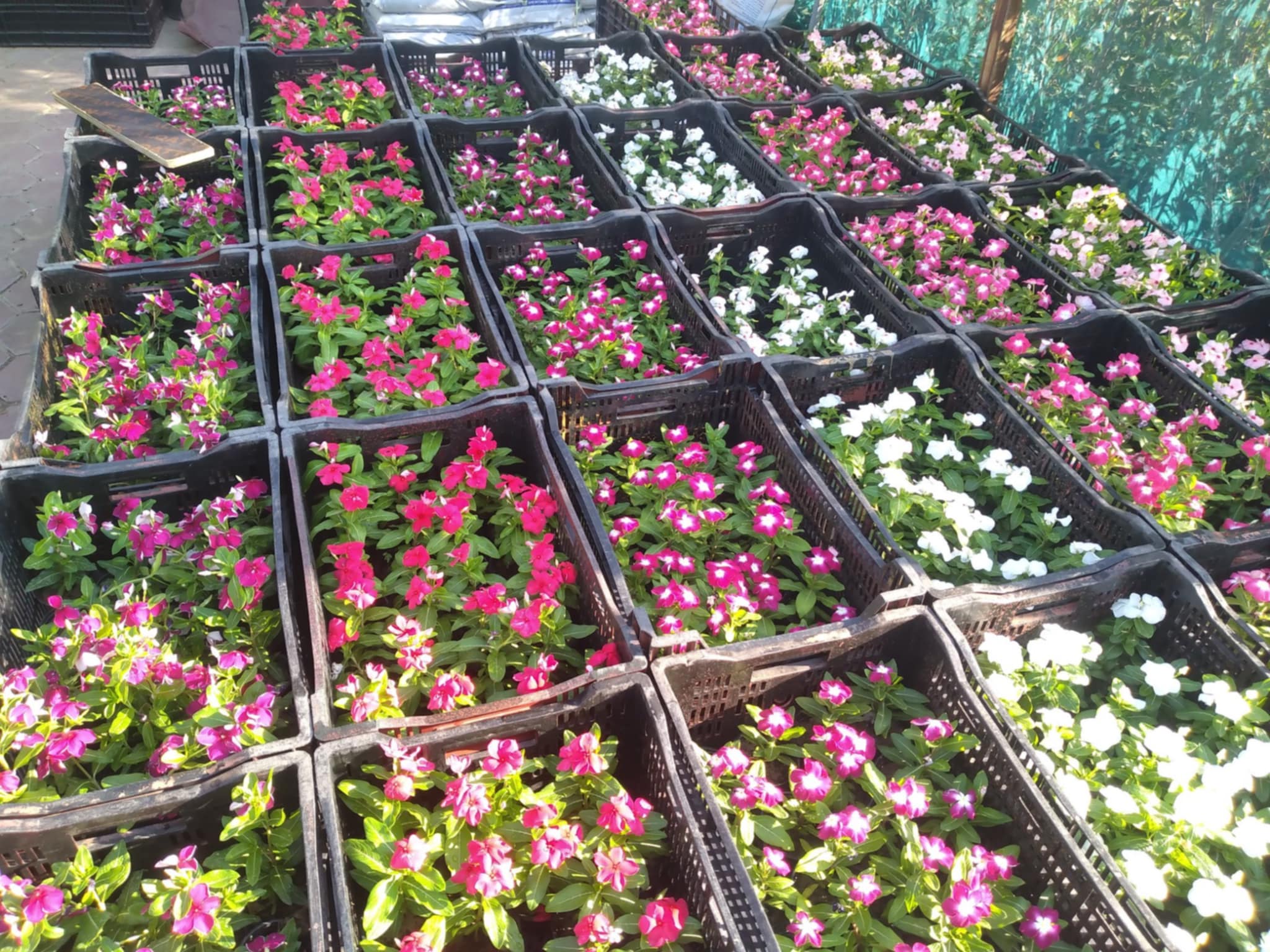 زراع بالكويت