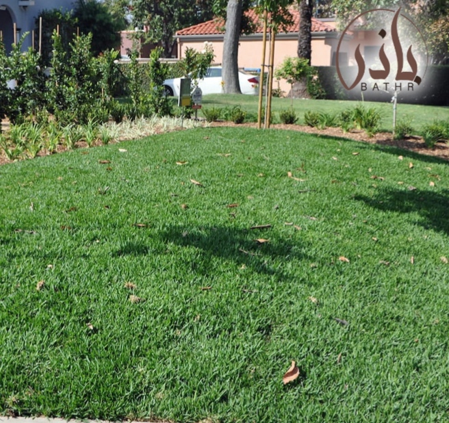 زراعة ثيل طبيعي بالكويت